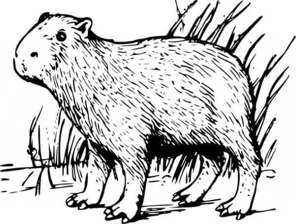 Desenho gratuito Capivara #207583 da colecao Animais para imprimir