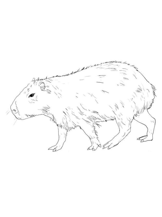 Desenho gratuito Capivara #207607 da colecao Animais para imprimir