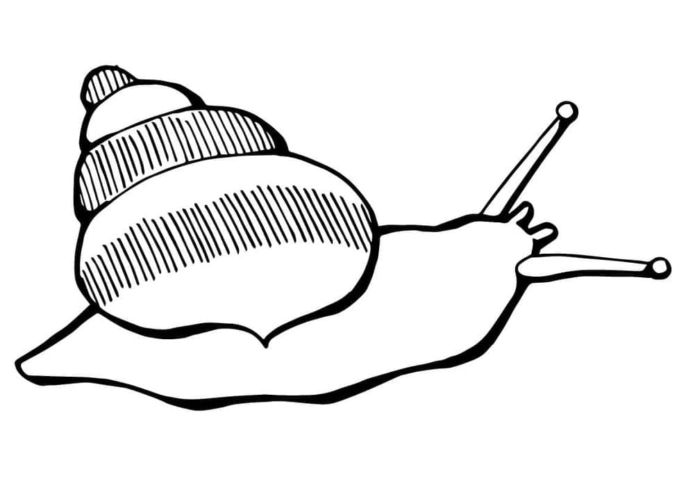 Desenho gratuito Caracol #217009 da colecao Animais para imprimir