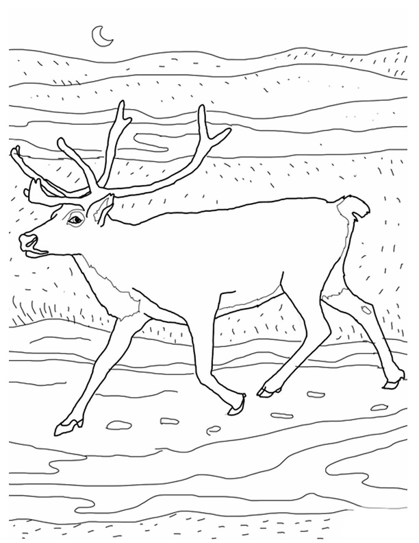 Página para colorir: caribu (animais) #1559 - Páginas para Colorir Imprimíveis Gratuitamente