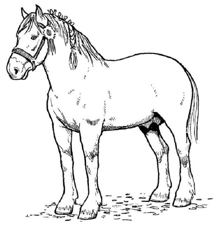 Página para colorir: Cavalo (animais) #2168 - Páginas para Colorir Imprimíveis Gratuitamente