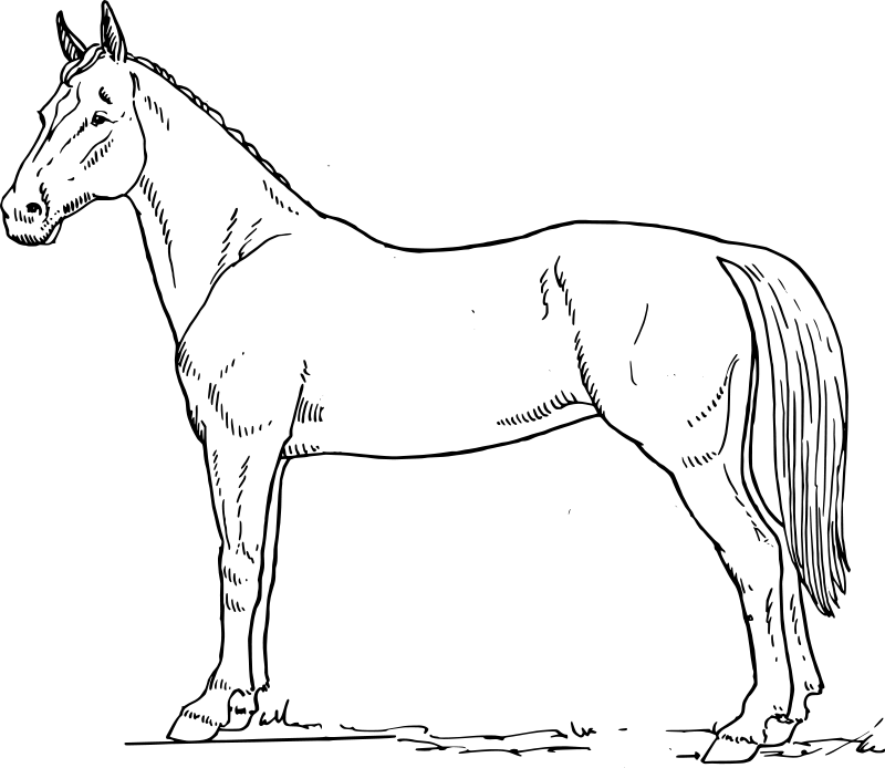 Página para colorir: Cavalo (animais) #2256 - Páginas para Colorir Imprimíveis Gratuitamente