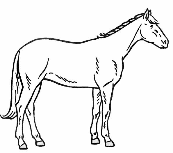 Página para colorir: Cavalo (animais) #2278 - Páginas para Colorir Imprimíveis Gratuitamente