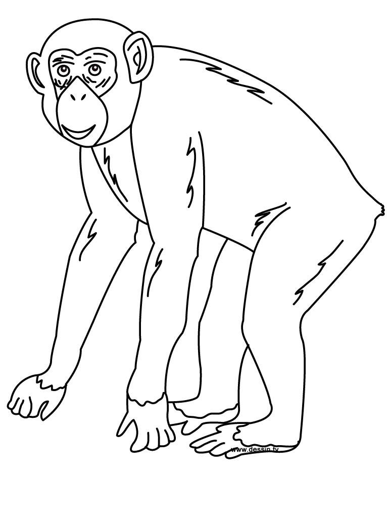 Página para colorir: Chimpanzé (animais) #2767 - Páginas para Colorir Imprimíveis Gratuitamente