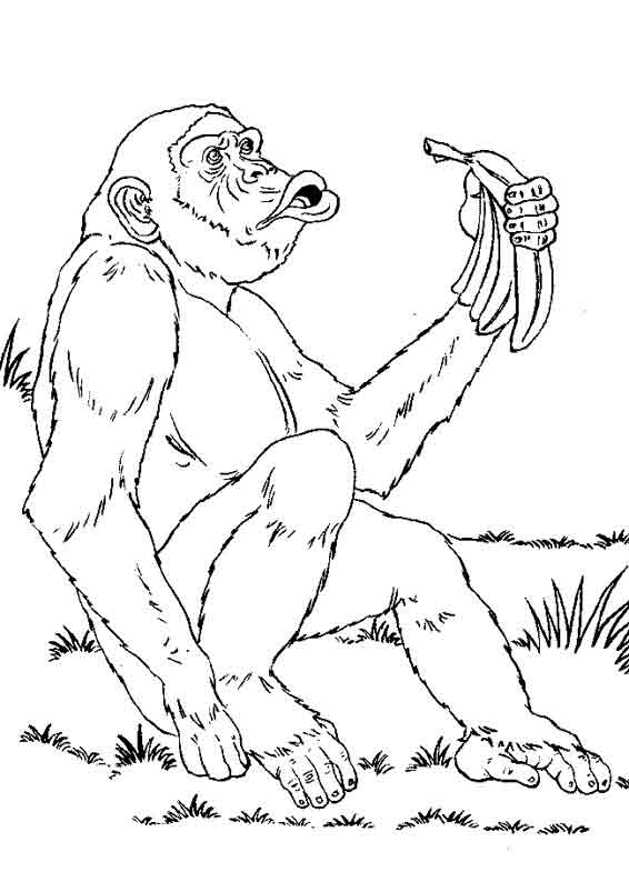 Página para colorir: Chimpanzé (animais) #2782 - Páginas para Colorir Imprimíveis Gratuitamente