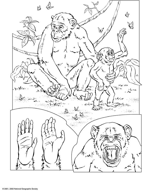 Página para colorir: Chimpanzé (animais) #2832 - Páginas para Colorir Imprimíveis Gratuitamente