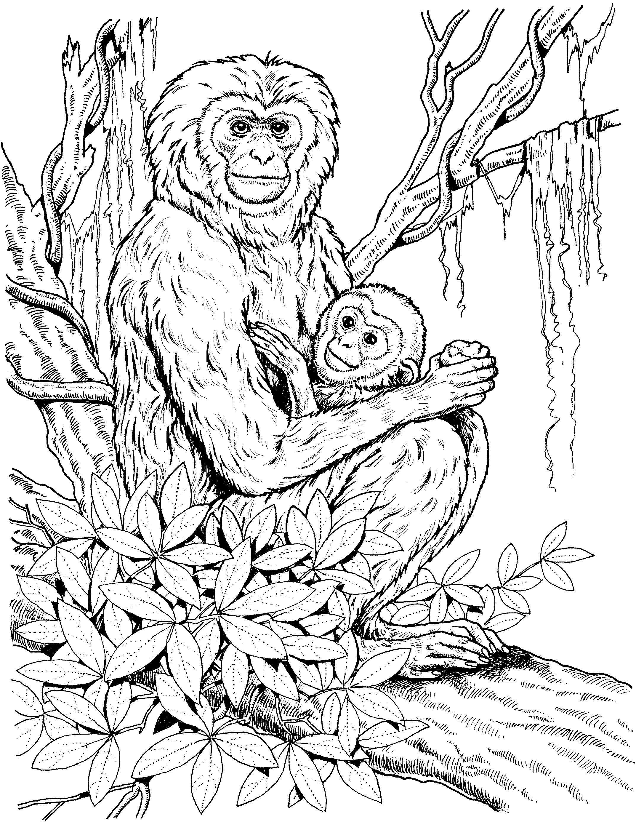 Página para colorir: Chimpanzé (animais) #2833 - Páginas para Colorir Imprimíveis Gratuitamente