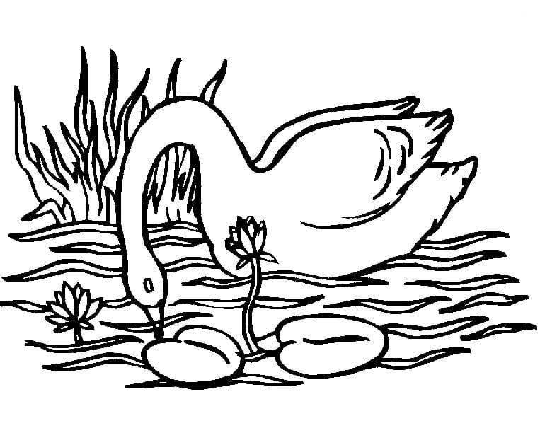 Desenho gratuito Cisne #185197 da colecao Animais para imprimir