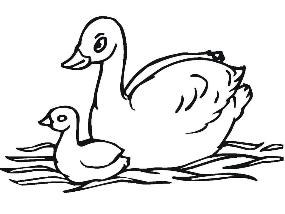 Desenho gratuito Cisne #185218 da colecao Animais para imprimir