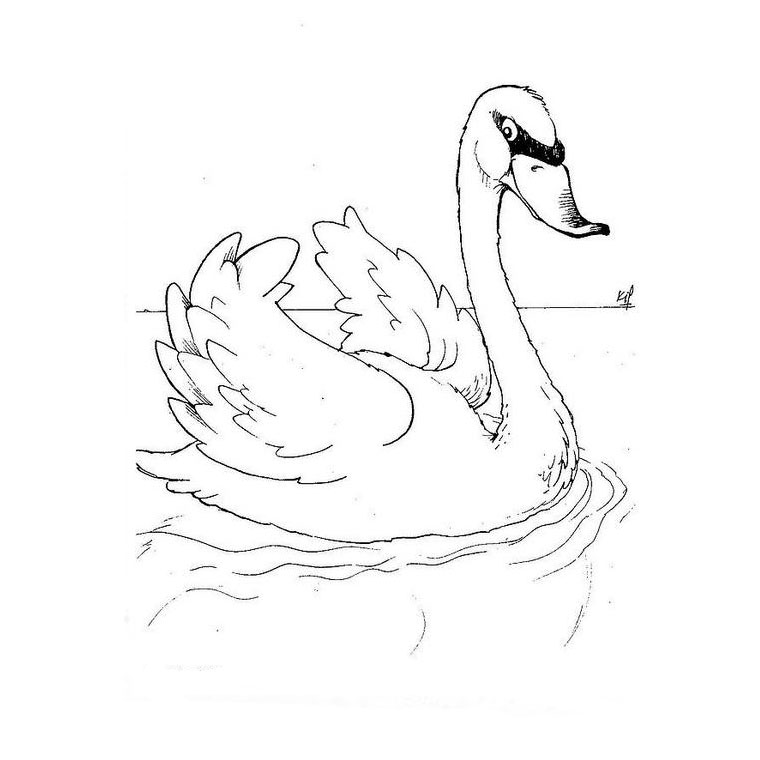 Página para colorir: Cisne (animais) #5000 - Páginas para Colorir Imprimíveis Gratuitamente