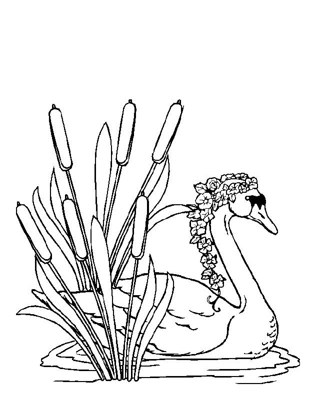Página para colorir: Cisne (animais) #5038 - Páginas para Colorir Imprimíveis Gratuitamente