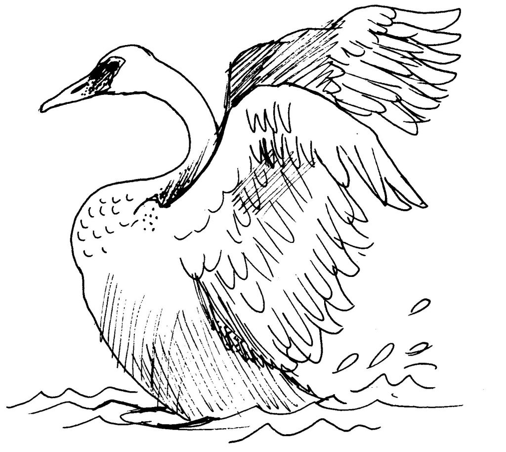 Página para colorir: Cisne (animais) #5083 - Páginas para Colorir Imprimíveis Gratuitamente