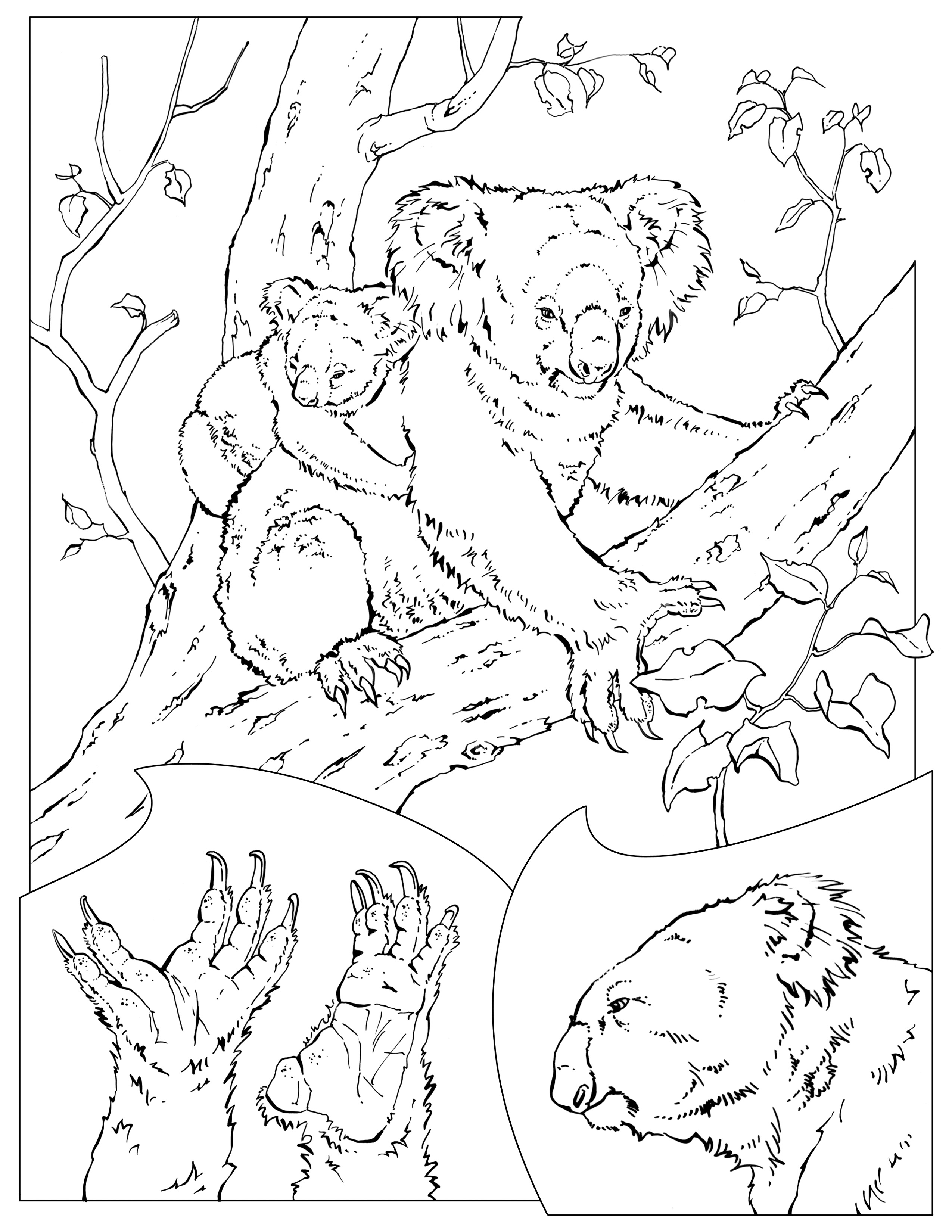Página para colorir: coala (animais) #9339 - Páginas para Colorir Imprimíveis Gratuitamente