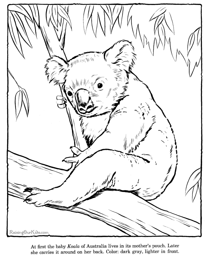 Página para colorir: coala (animais) #9388 - Páginas para Colorir Imprimíveis Gratuitamente