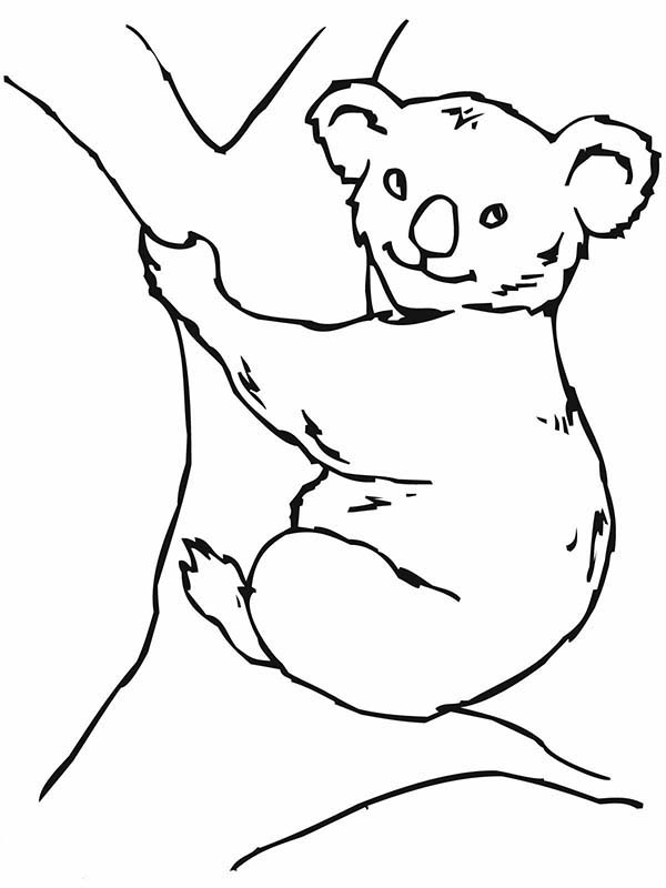 Página para colorir: coala (animais) #9399 - Páginas para Colorir Imprimíveis Gratuitamente
