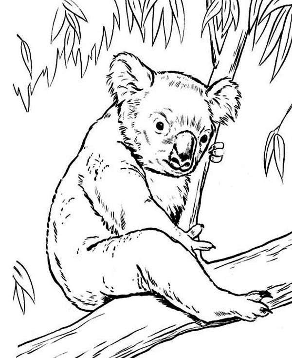 Página para colorir: coala (animais) #9405 - Páginas para Colorir Imprimíveis Gratuitamente