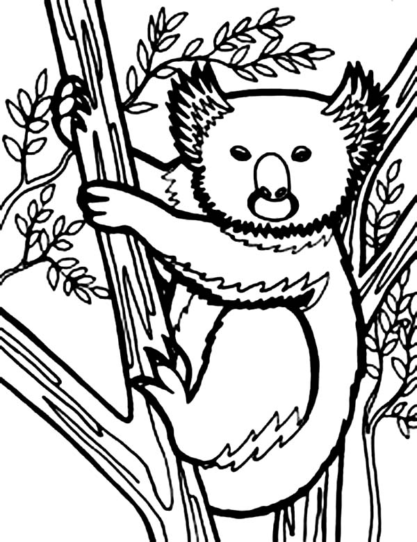 Página para colorir: coala (animais) #9467 - Páginas para Colorir Imprimíveis Gratuitamente