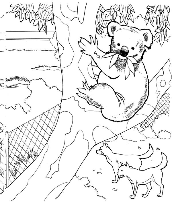 Página para colorir: coala (animais) #9470 - Páginas para Colorir Imprimíveis Gratuitamente