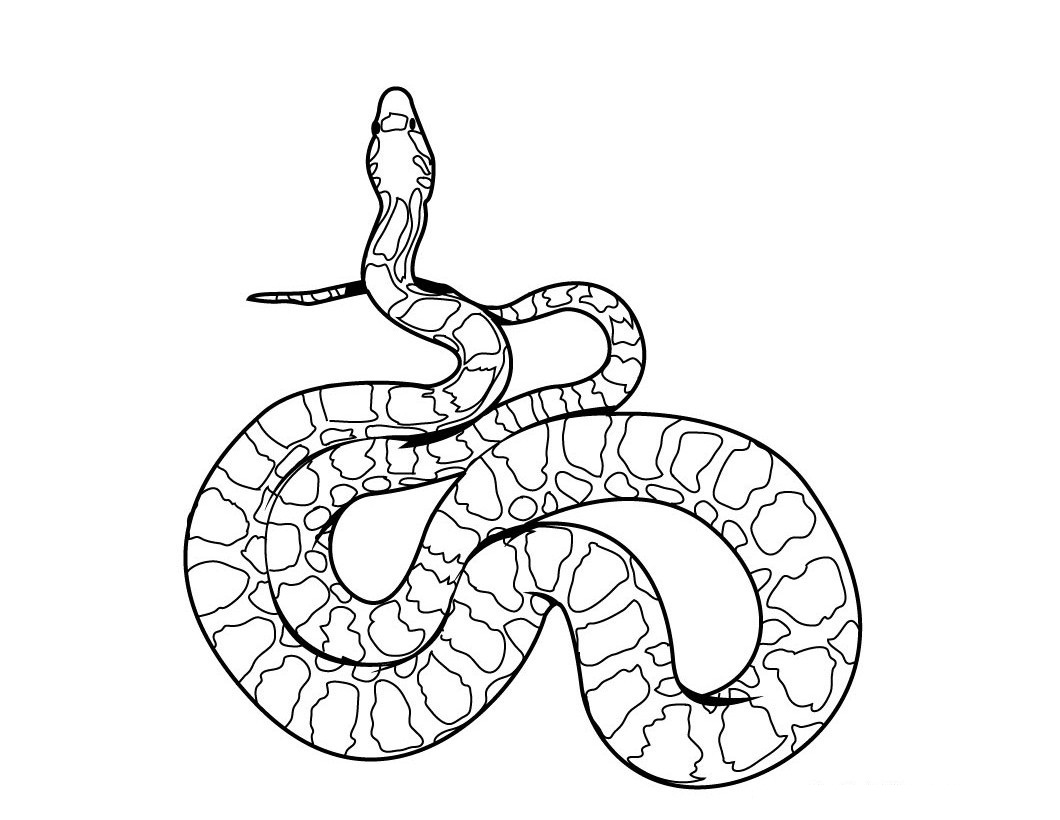 Desenhos para colorir de desenho de uma cobra para colorir 