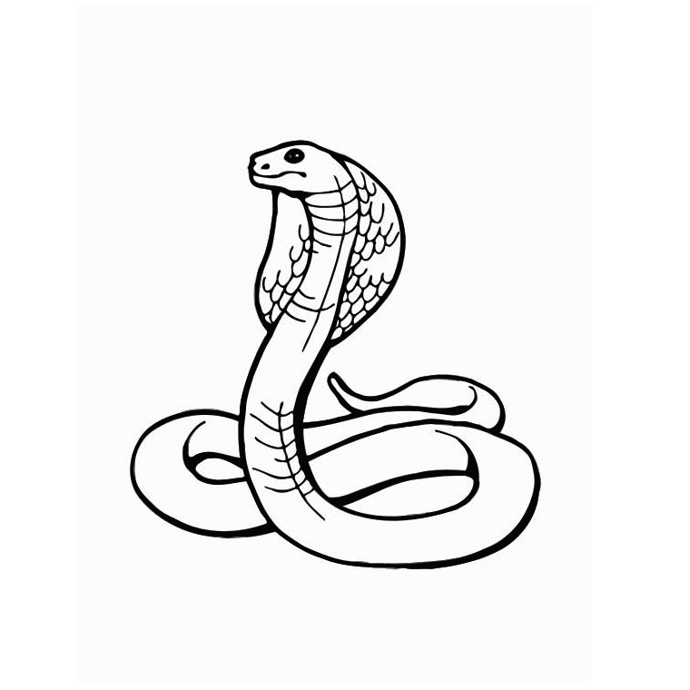 Página para colorir: Cobra (animais) #14341 - Páginas para Colorir Imprimíveis Gratuitamente