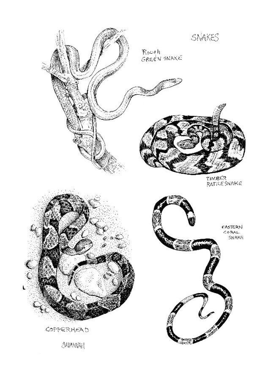 Página para colorir: Cobra (animais) #14398 - Páginas para Colorir Imprimíveis Gratuitamente