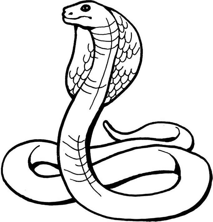 Página para colorir: cobra (animais) #3223 - Páginas para Colorir Imprimíveis Gratuitamente