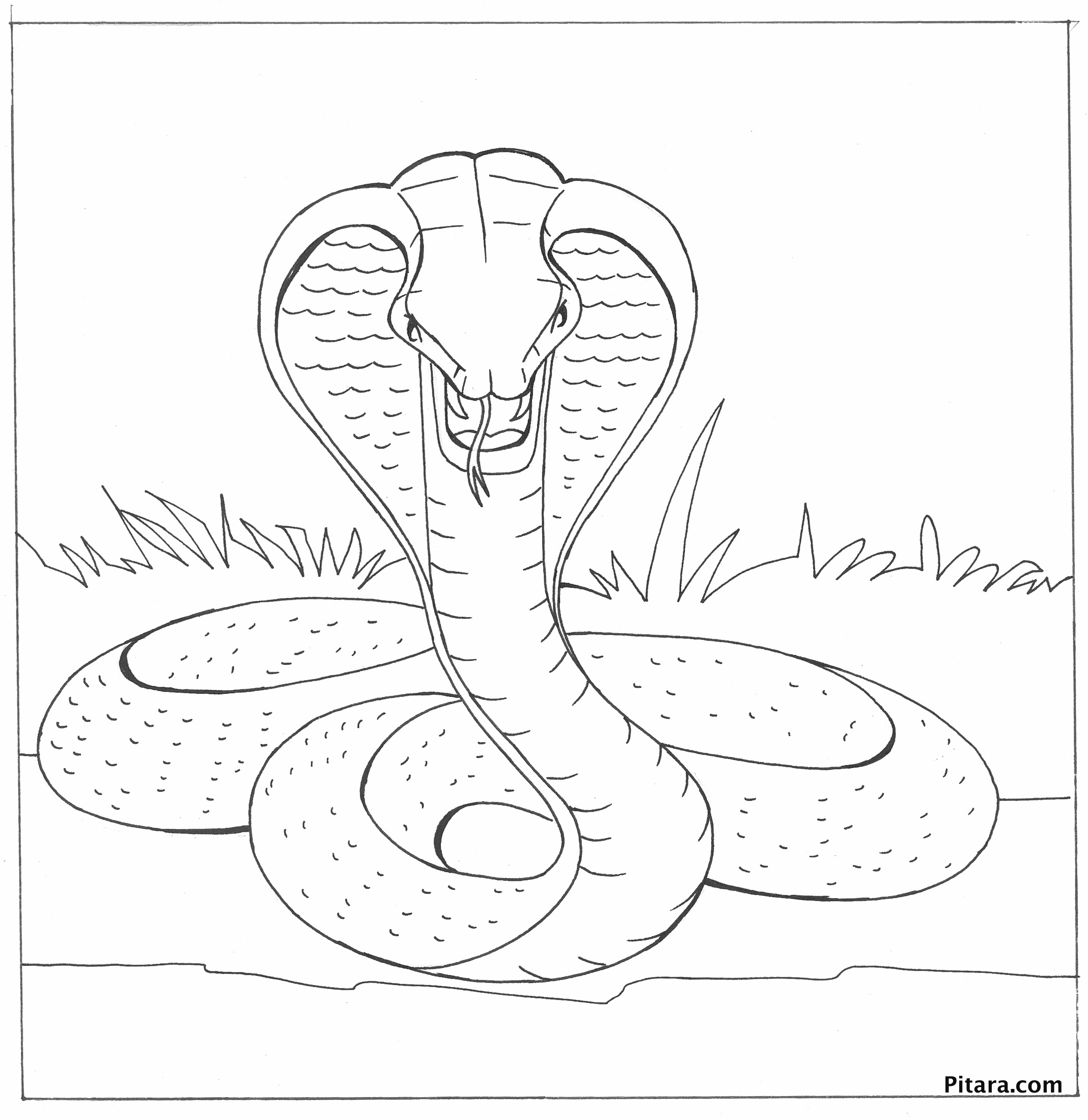 Página para colorir: cobra (animais) #3247 - Páginas para Colorir Imprimíveis Gratuitamente