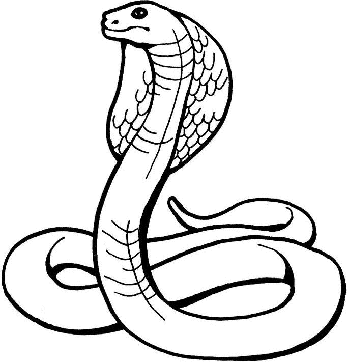 Página para colorir: Cobra (Animais) #3223 - Páginas para Colorir Imprimíveis Gratuitamente