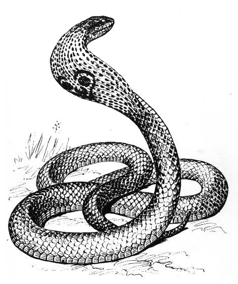 Página para colorir: Cobra (Animais) #3301 - Páginas para Colorir Imprimíveis Gratuitamente