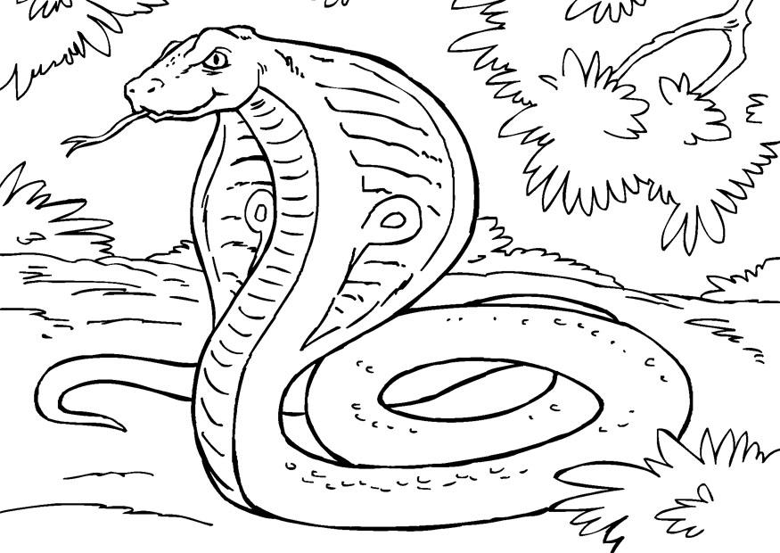 Página para colorir: Cobra (Animais) #3308 - Páginas para Colorir Imprimíveis Gratuitamente