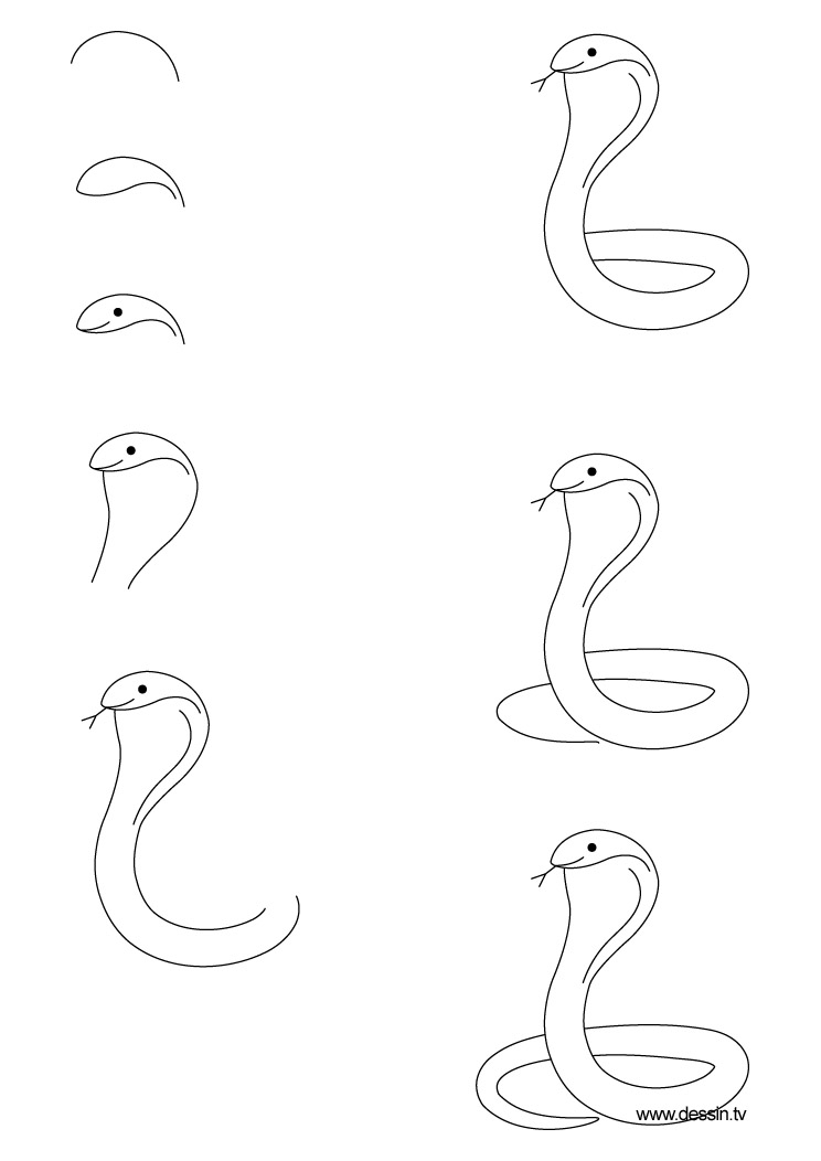Página para colorir: Cobra (Animais) #3375 - Páginas para Colorir Imprimíveis Gratuitamente