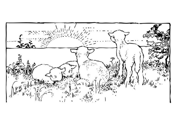 Página para colorir: Cordeiro (animais) #269 - Páginas para Colorir Imprimíveis Gratuitamente