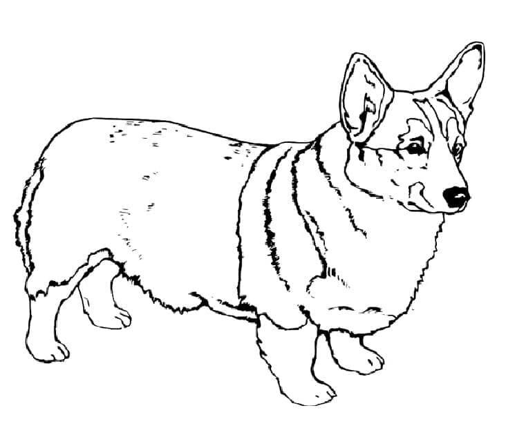 Desenho gratuito Corgi #220767 da colecao Animais para imprimir