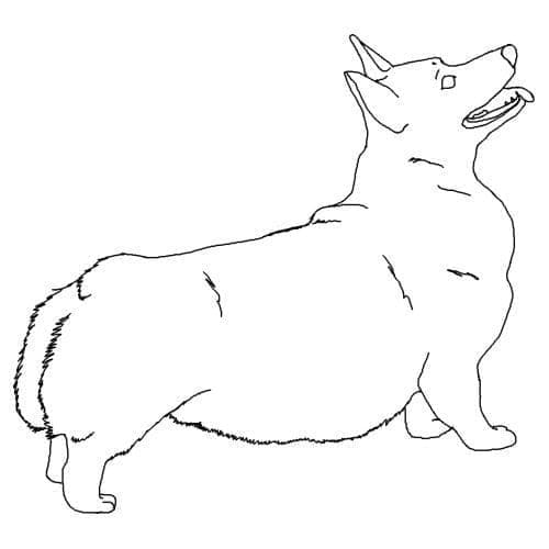 Desenho gratuito Corgi #220793 da colecao Animais para imprimir