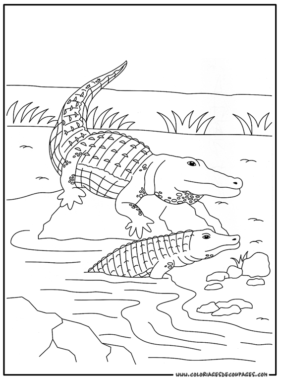 Página para colorir: Crocodilo (animais) #4794 - Páginas para Colorir Imprimíveis Gratuitamente