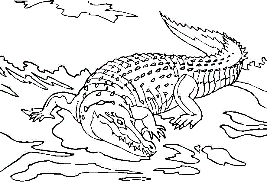 Página para colorir: Crocodilo (animais) #4798 - Páginas para Colorir Imprimíveis Gratuitamente