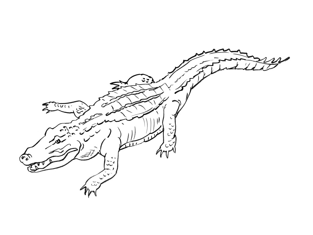 Página para colorir: Crocodilo (animais) #4802 - Páginas para Colorir Imprimíveis Gratuitamente