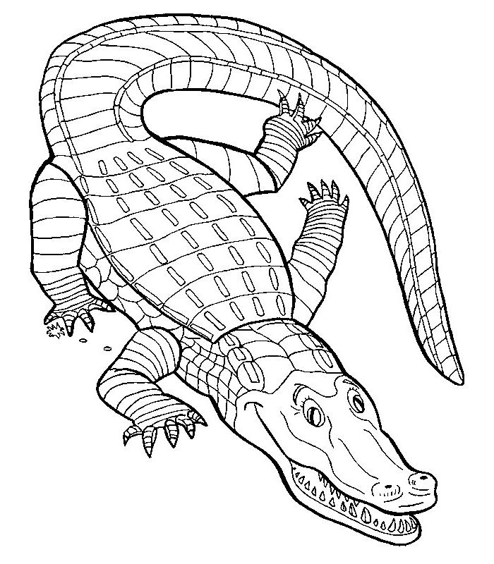 Página para colorir: Crocodilo (animais) #4817 - Páginas para Colorir Imprimíveis Gratuitamente