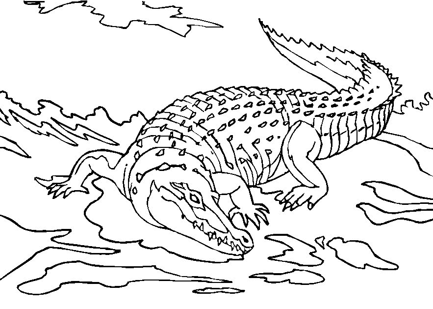 Página para colorir: Crocodilo (animais) #4833 - Páginas para Colorir Imprimíveis Gratuitamente