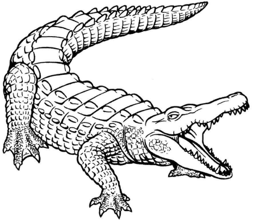 Página para colorir: Crocodilo (animais) #4840 - Páginas para Colorir Imprimíveis Gratuitamente