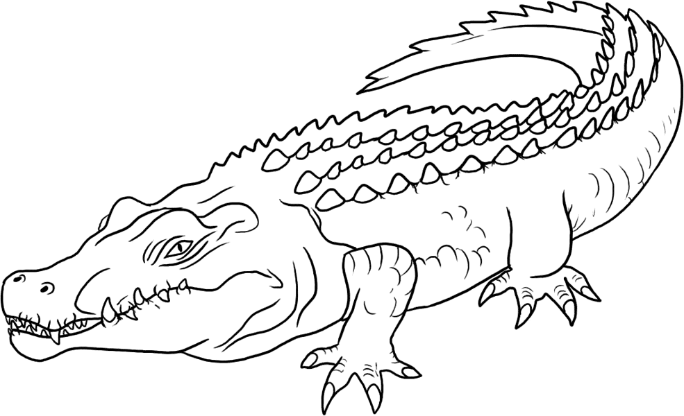 Página para colorir: Crocodilo (animais) #4890 - Páginas para Colorir Imprimíveis Gratuitamente