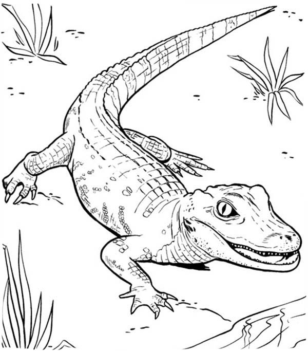 Página para colorir: Crocodilo (animais) #4903 - Páginas para Colorir Imprimíveis Gratuitamente