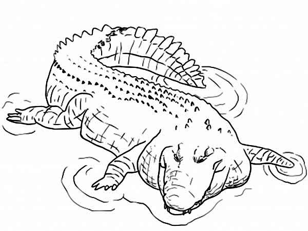 Página para colorir: Crocodilo (animais) #4910 - Páginas para Colorir Imprimíveis Gratuitamente