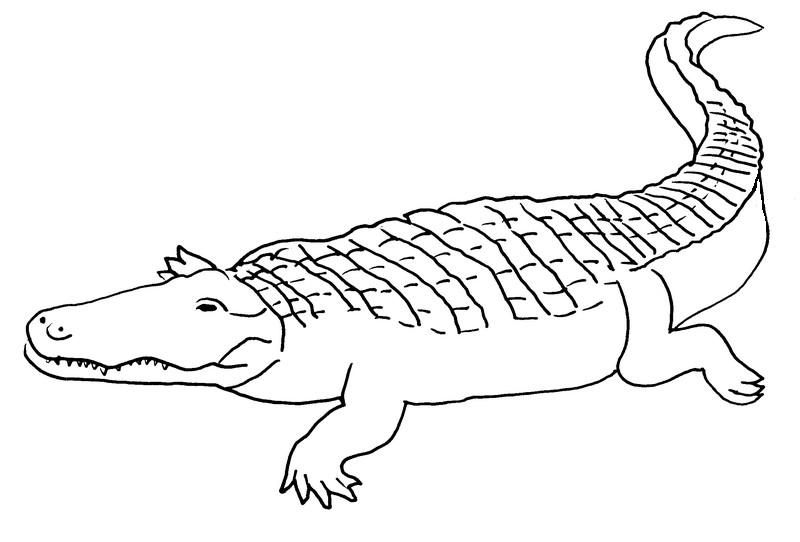 Página para colorir: Crocodilo (animais) #4950 - Páginas para Colorir Imprimíveis Gratuitamente