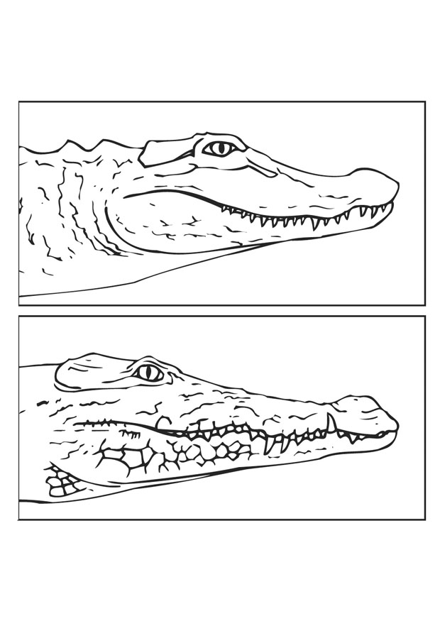 Página para colorir: Crocodilo (animais) #4978 - Páginas para Colorir Imprimíveis Gratuitamente