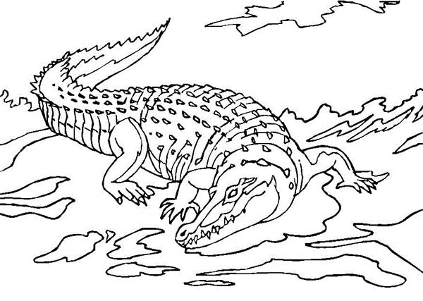 Página para colorir: Crocodilo (animais) #4984 - Páginas para Colorir Imprimíveis Gratuitamente