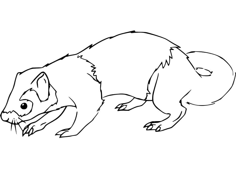 Desenho gratuito Doninha #205424 da colecao Animais para imprimir