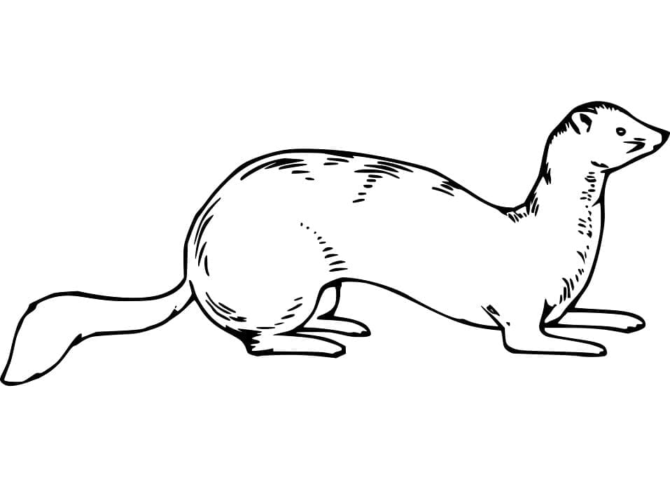 Desenho gratuito Doninha #205437 da colecao Animais para imprimir