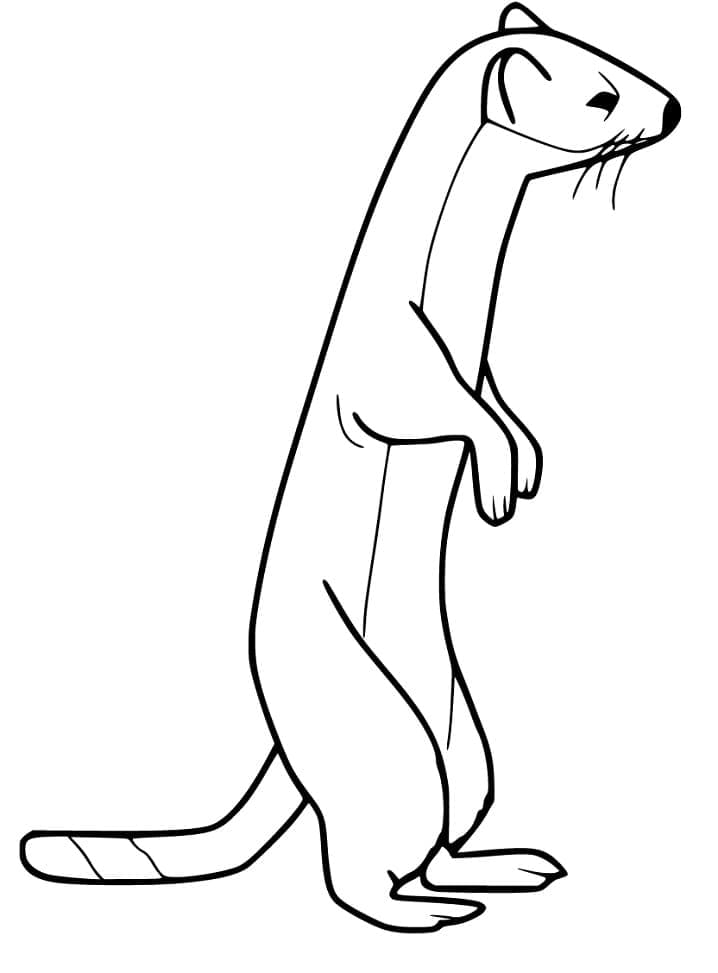 Desenho gratuito Doninha #205446 da colecao Animais para imprimir