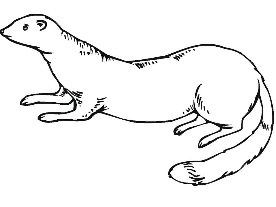 Desenho gratuito Doninha #205454 da colecao Animais para imprimir